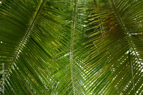 Palm leafs