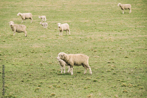 Sheep on the farm during the day in Tasmania.
