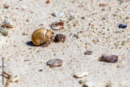 Hermit crabs on the beach, small and big one, as mother and puppy. Phuket, Racha Noi in Thailand.