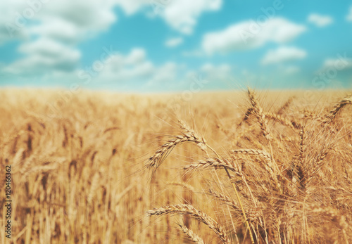 Golden wheat field  harvest and farming