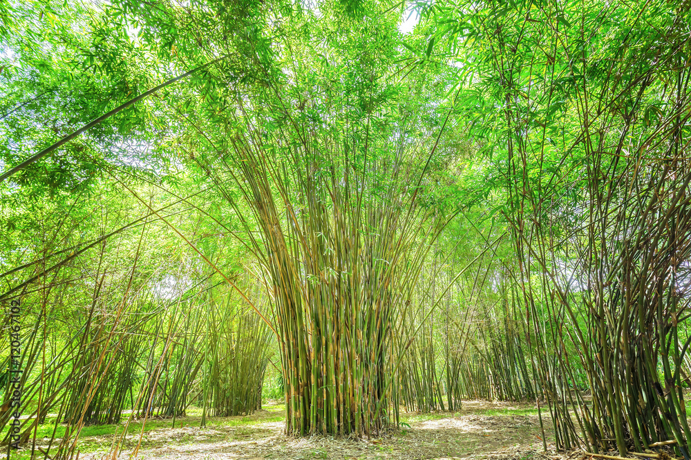 Obraz premium High bamboo forest in the countryside