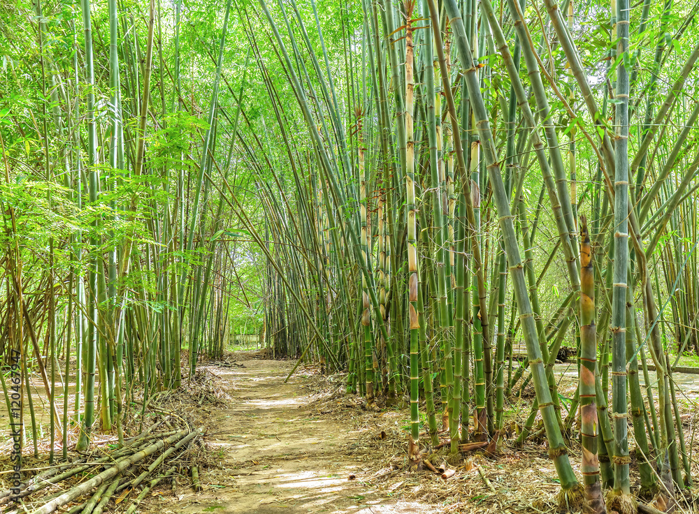 High bamboo both side bend to cover along dirt road create idyllic beauty in countryside High bamboo both side bend to cover along dirt road create idyllic beauty in countryside