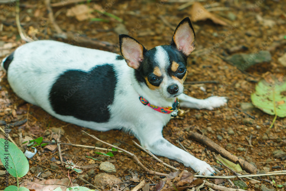 chihuahua puppy