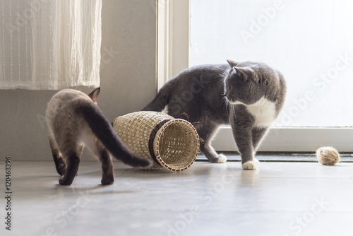 Konstfotografi Siamese cat and shorthair cat
