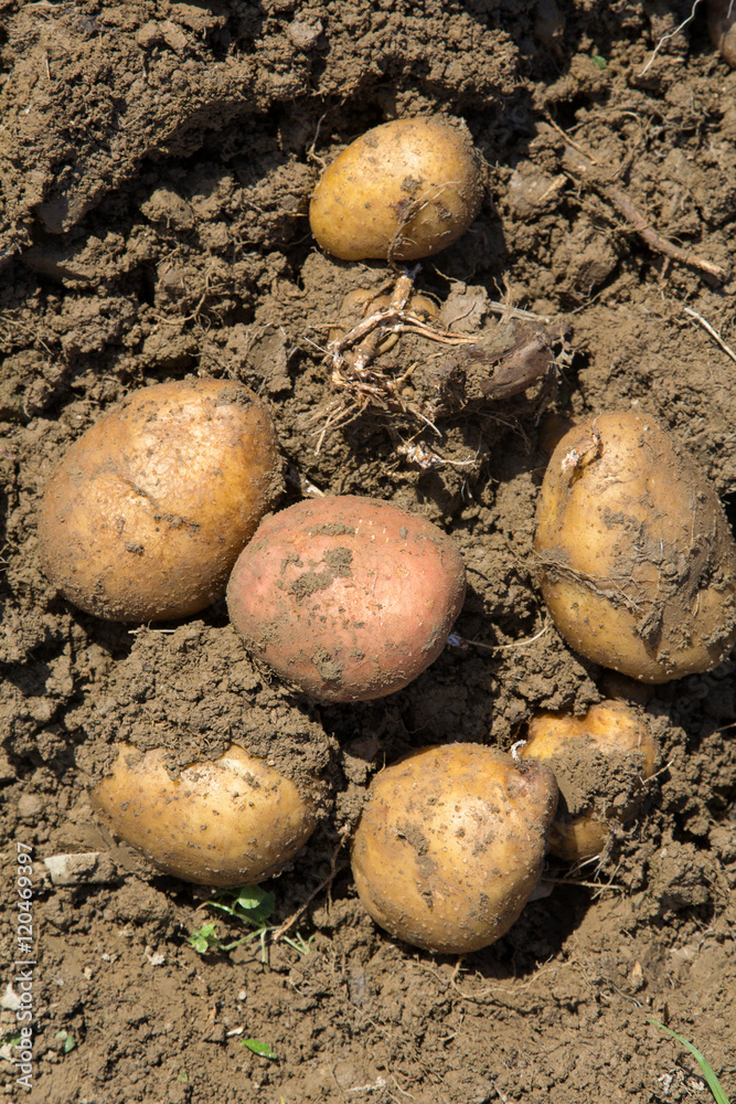 Harvesting potatoes - selective focus Harvesting potatoes - selective focus