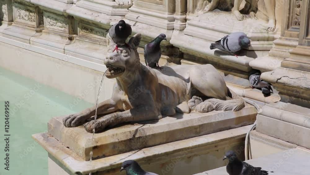 Pigeons drinking in the Fountain of joy at Piazza del Campo in Siena, Tuscany Italy