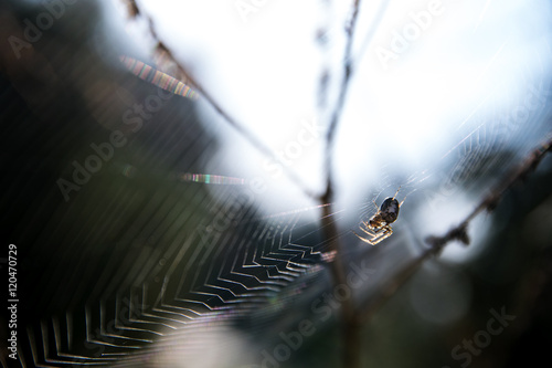 small spider (Metellina segmentata) in a big net between branches