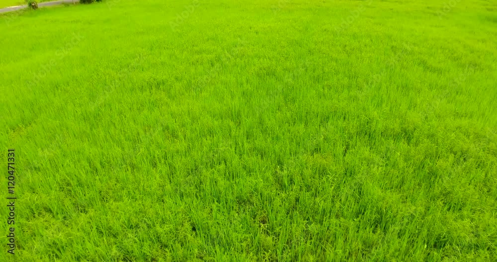 Aerial fly over of rice fields in Thailand Aerial fly over of rice fields in Thailand