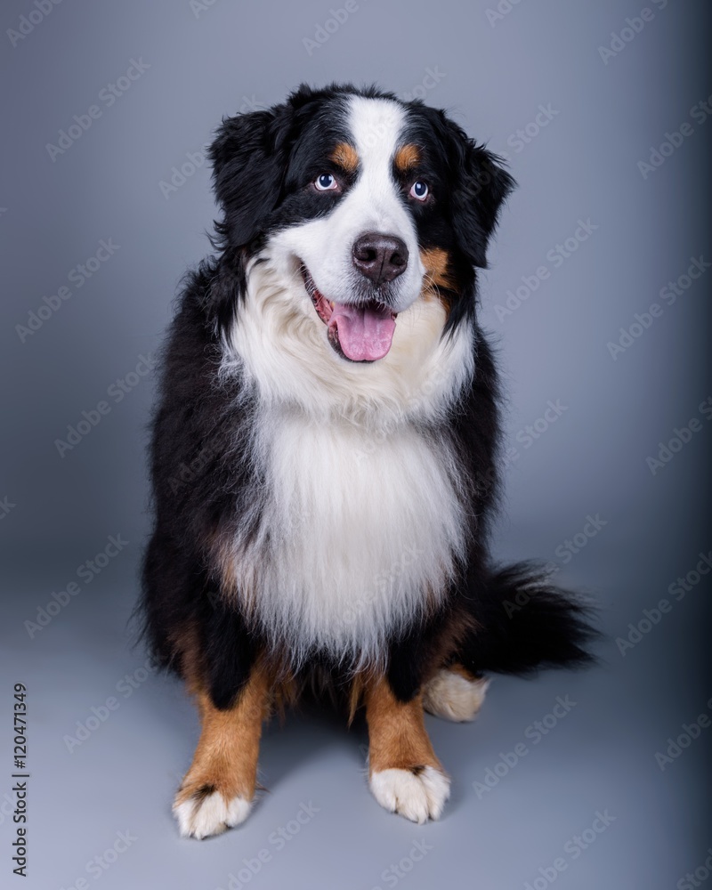 Dog on background. taken in a studio.