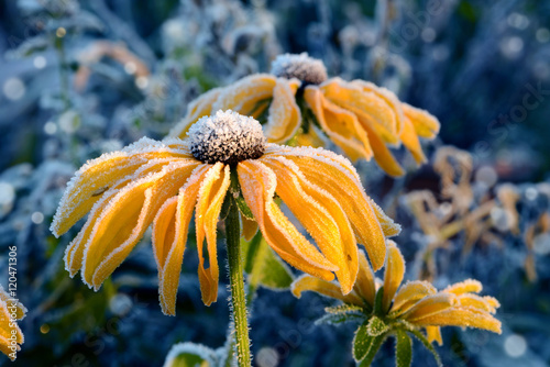 Foto Blumen 740