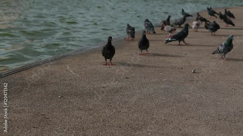 Pigeons waiting food at public park street,Thailand