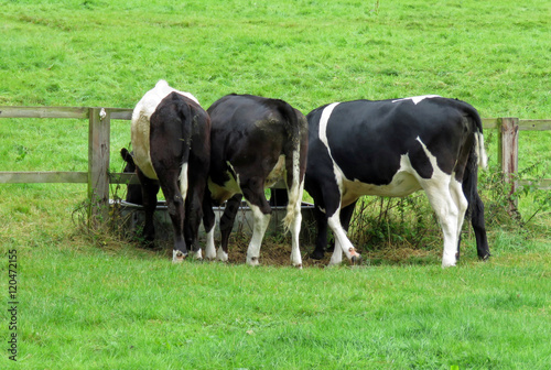 Three cows feeding at a trough in a field