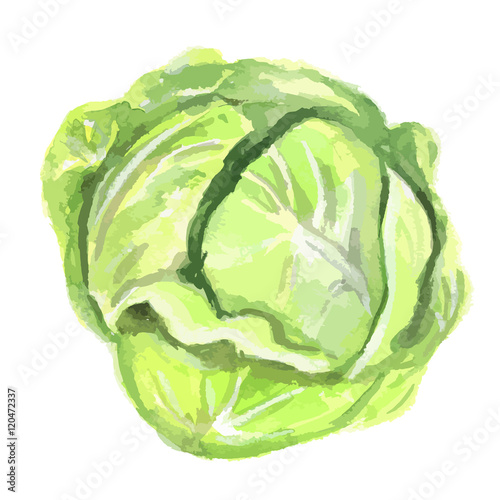 Watercolor isolated cabbage on white background. Fresh and healthy fruit with vitamins. Natural vegan food.