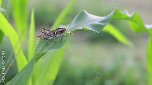 Grasshopper eating corn