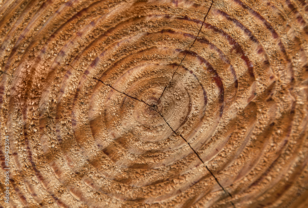 Fototapeta premium Holz