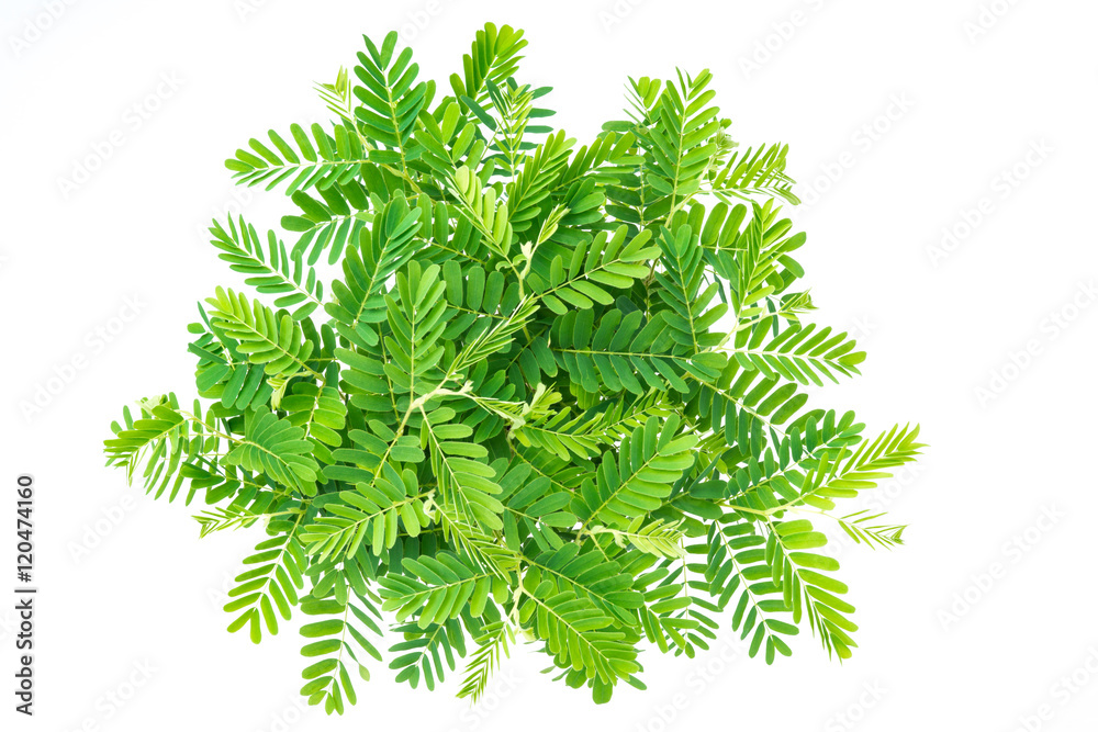 Fototapeta premium top view of group of new born from tamarind seed on white background (Tamarindus indica L., FABACEAE )