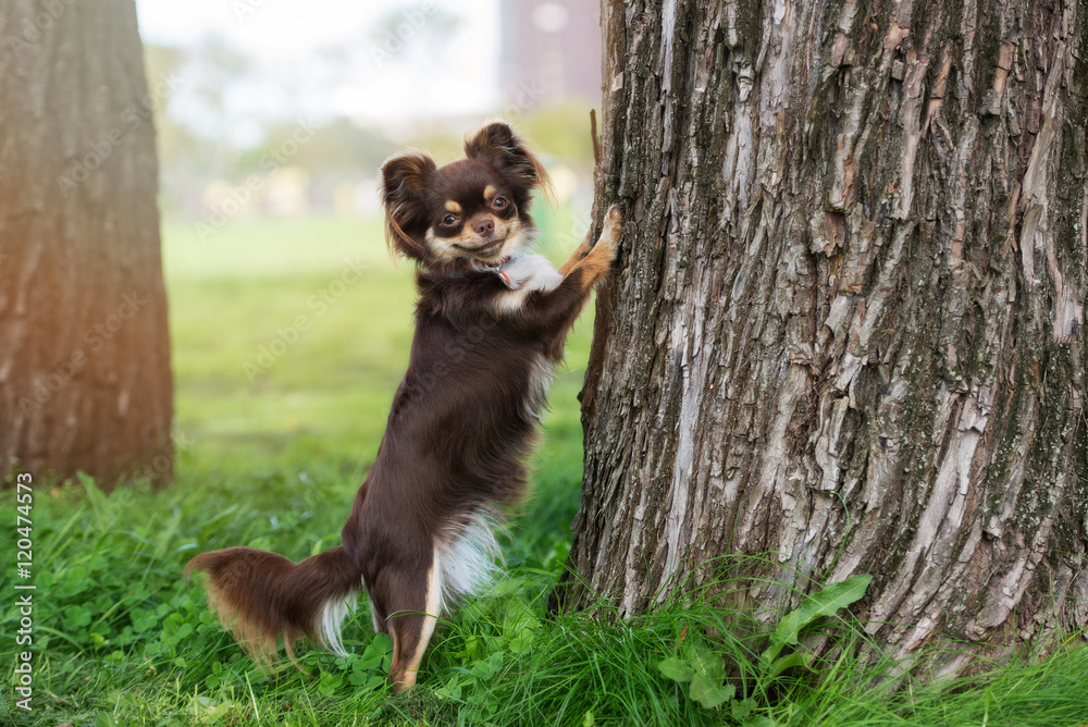 brown chihuahua dog posing on a tree