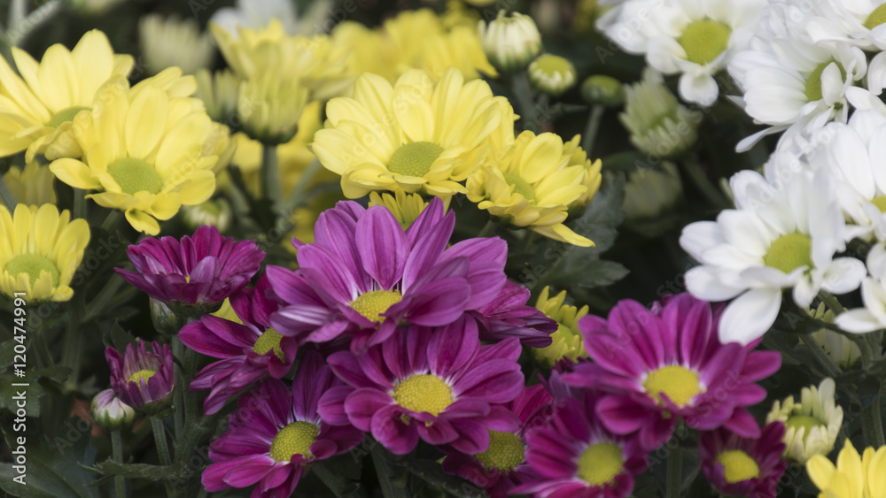 Obraz premium chrysanthemums in the garden