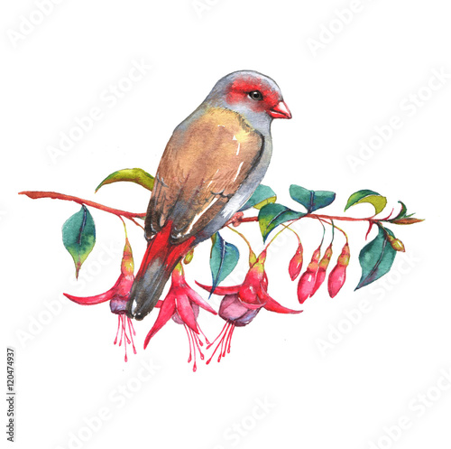 Hand-drawn watercolor illustration of the red-browed finch on the branch of fuchsia flowers. Wild colorful bird drawing. Nature isolated illustration