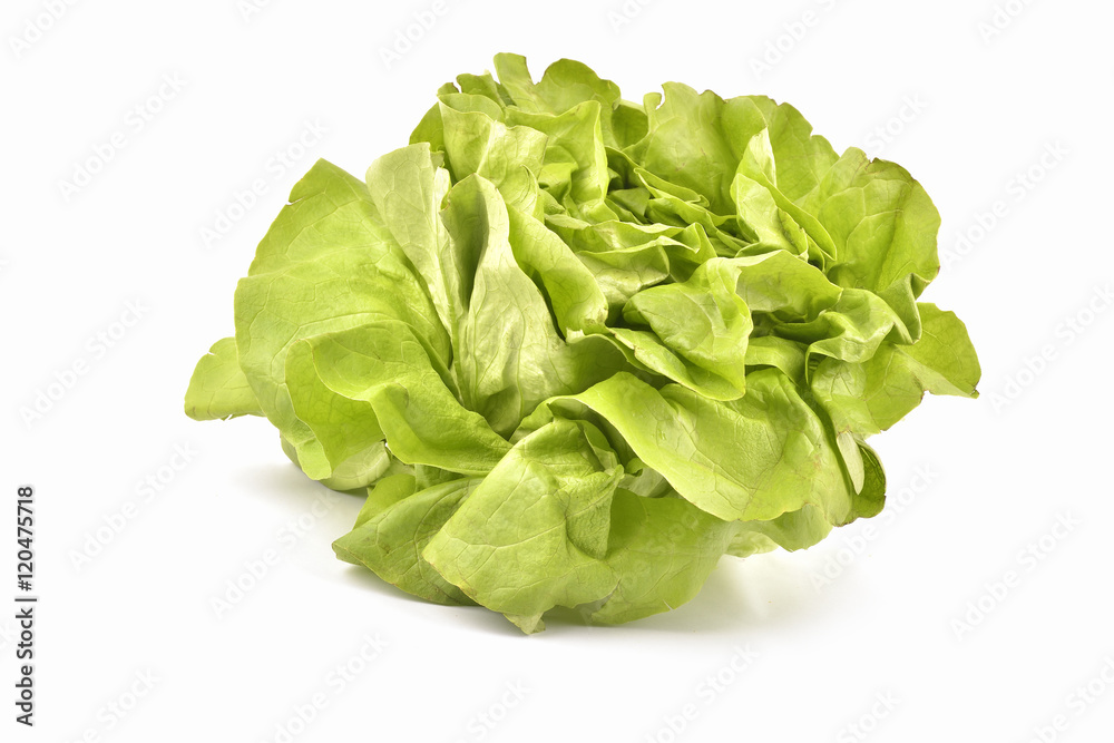 Obraz premium Green Iceberg lettuce on White Background