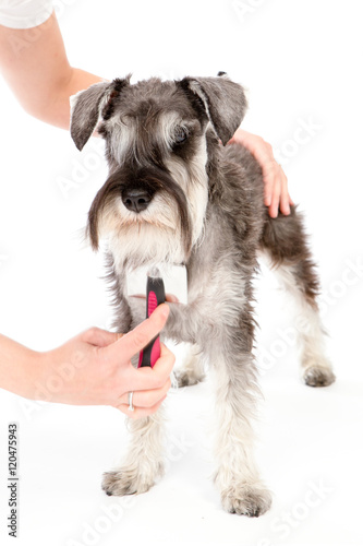 zwerghschnauzer portrait , in white studio . toilette