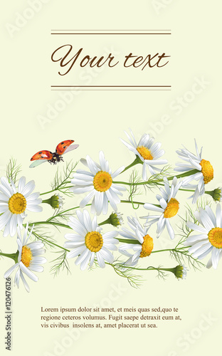 Chamomile flowers banner