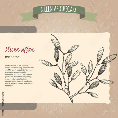 Viscum album aka mistletoe sketch.