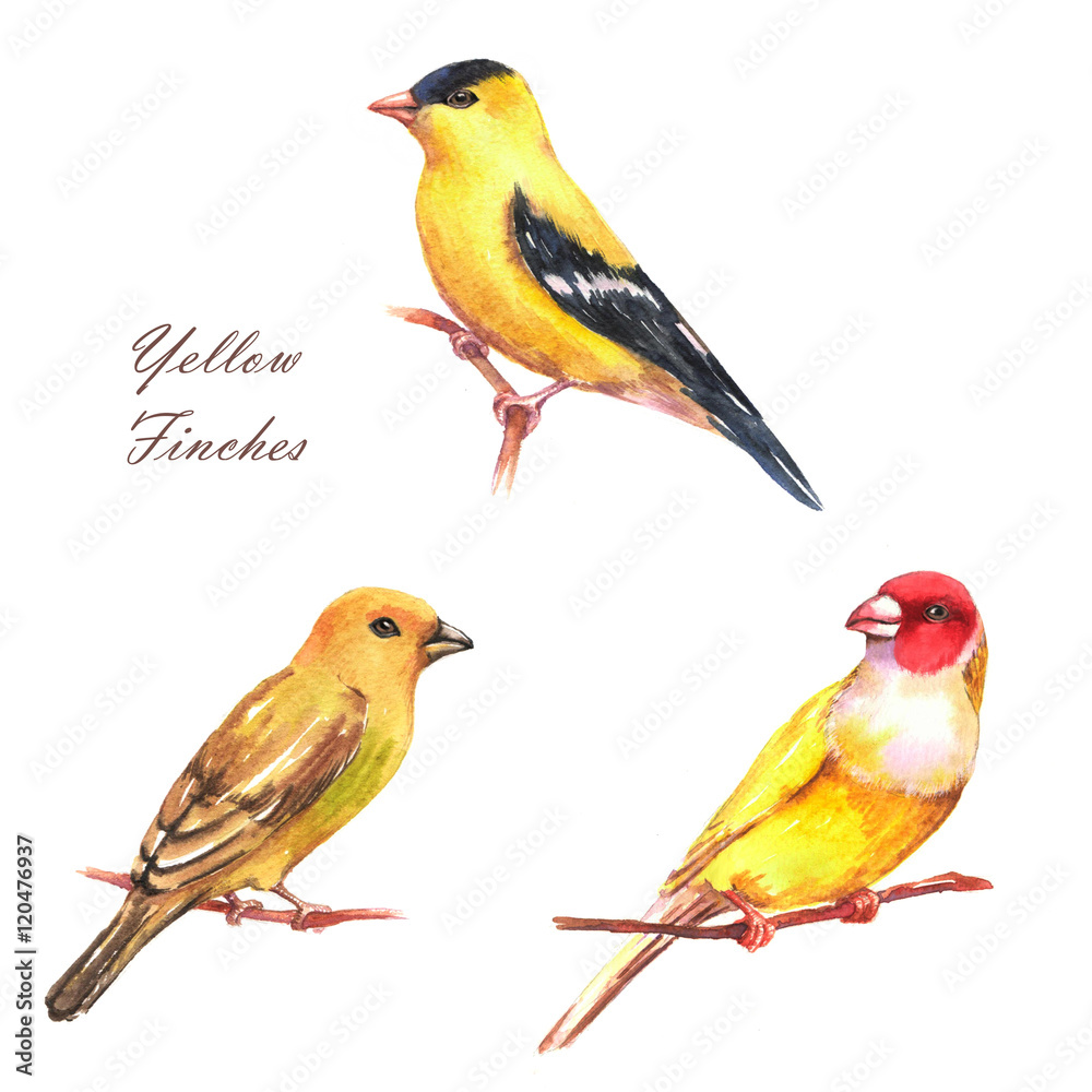 Hand-drawn watercolor illustration of three different yellow finches