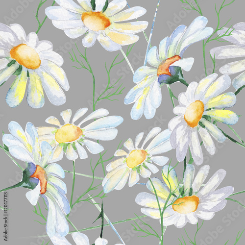 wild flower daisy, watercolor, pattern