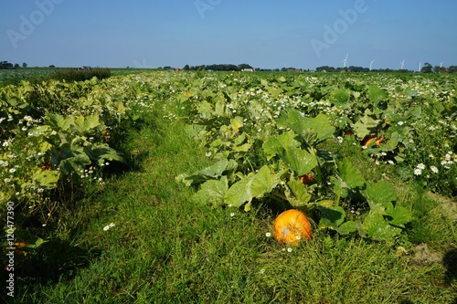 Obraz na płótnie Large vegetable field with pumpkin in summer