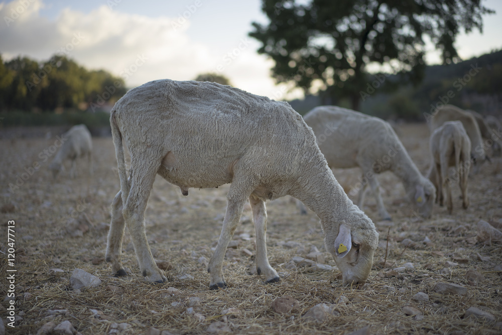 Naklejka premium Ram, Floppy ears, Turkey 
