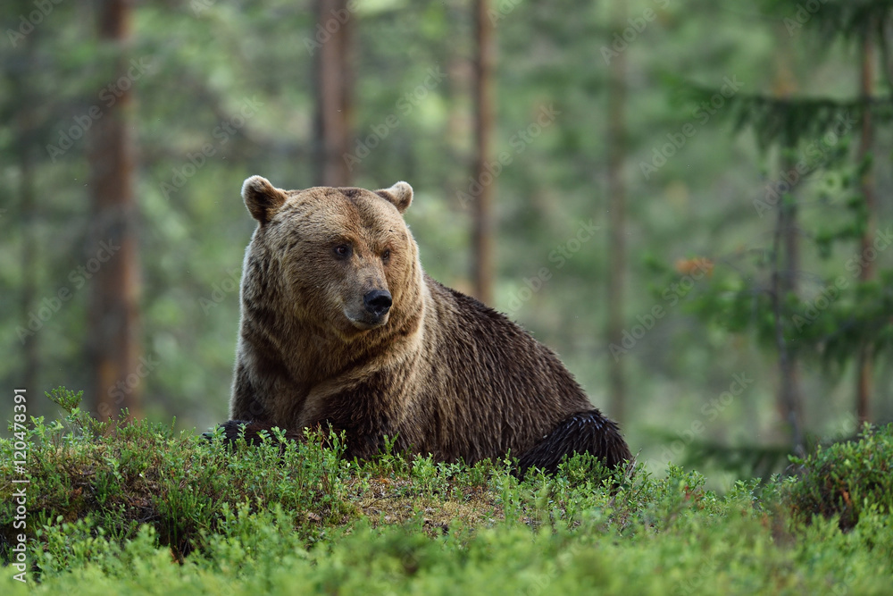 big male brown bear resting in forest