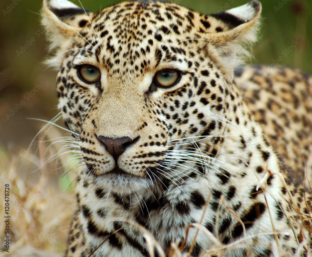 Fototapeta premium Leopard