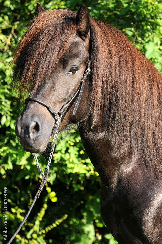 Obraz premium Islandpferdehengst