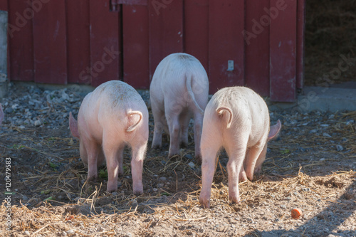 Tree little pigs with curly tails photo