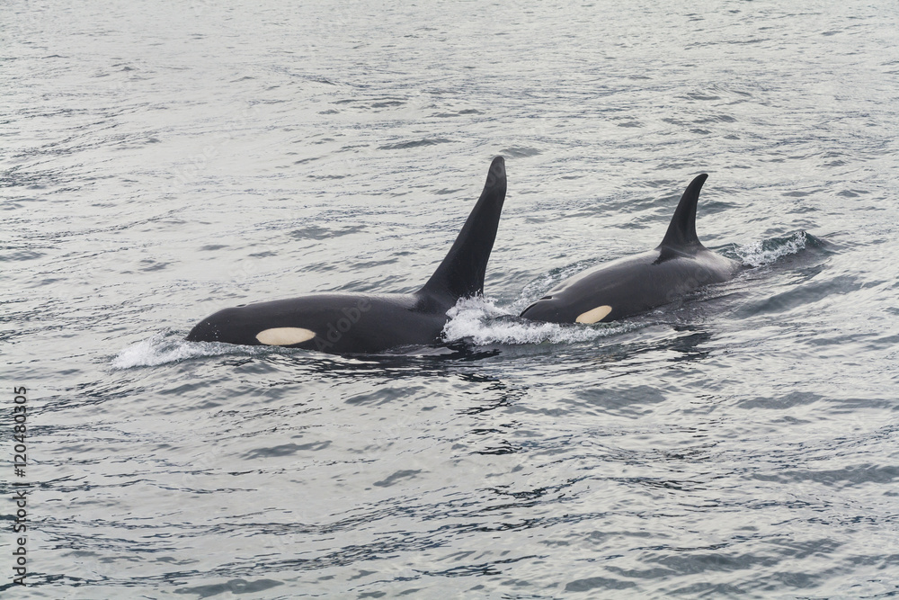 Fototapeta premium Two large killer whale at coast of the Kamchatka Peninsula.