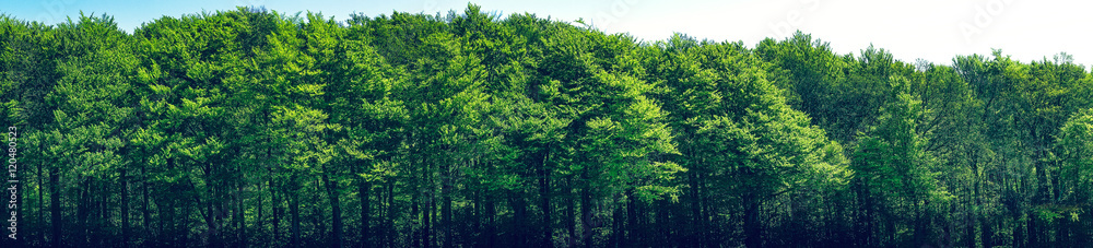 Green trees scenery in panorama