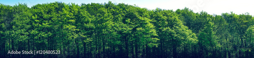 Green trees scenery in panorama