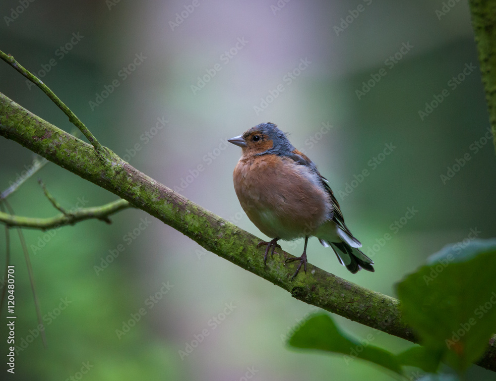 Chaffinch in tree Chaffinch in tree