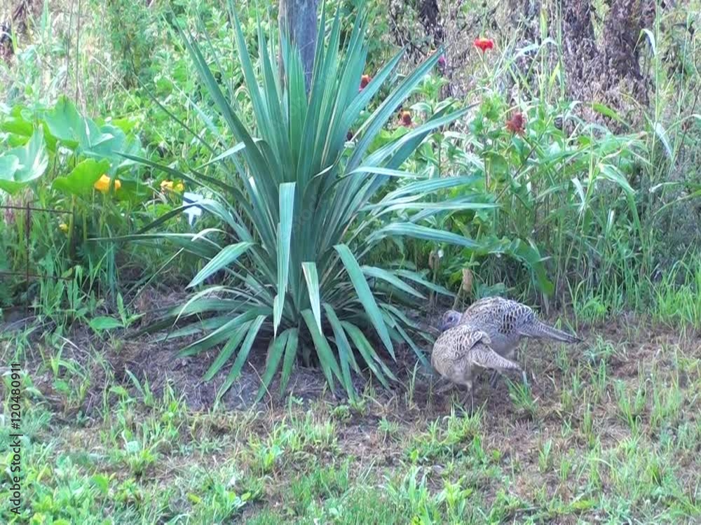 Family of wild pheasants and partridges walking in the garden without fear of people. Wild birds in the garden. Birds in a zoo. Family of wild pheasants and partridges walking in the garden without fear of people. Wild birds in the garden. Birds in a zoo.