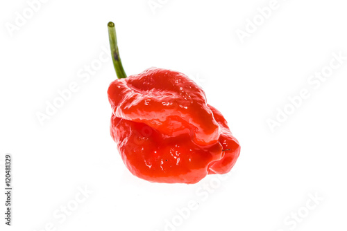 Fresh ripe Caribbean Red Habanero hot chili pepper