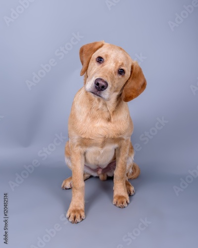 Dog on background. taken in a studio.