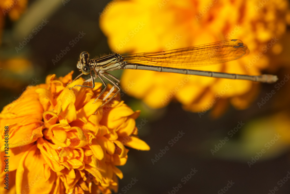 Close up of a dragonfly