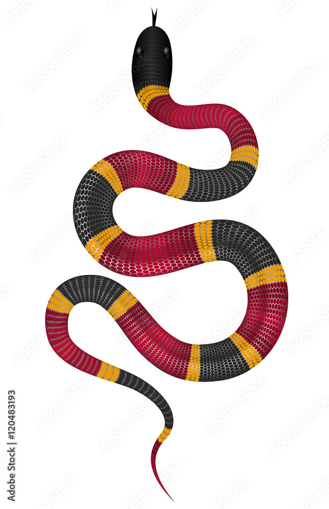 Naklejka premium Coral snake vector illustration isolated on white. Tropical serpent EPS image
