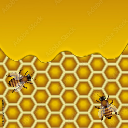 Honeycombs vector illustration. Bees on honey cells.