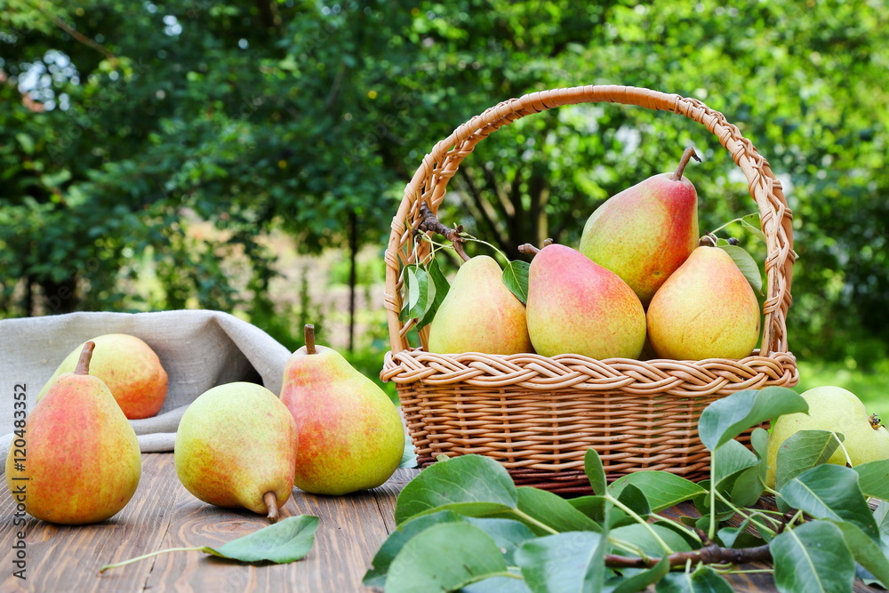 Ripe pears on a wooden table in the garden