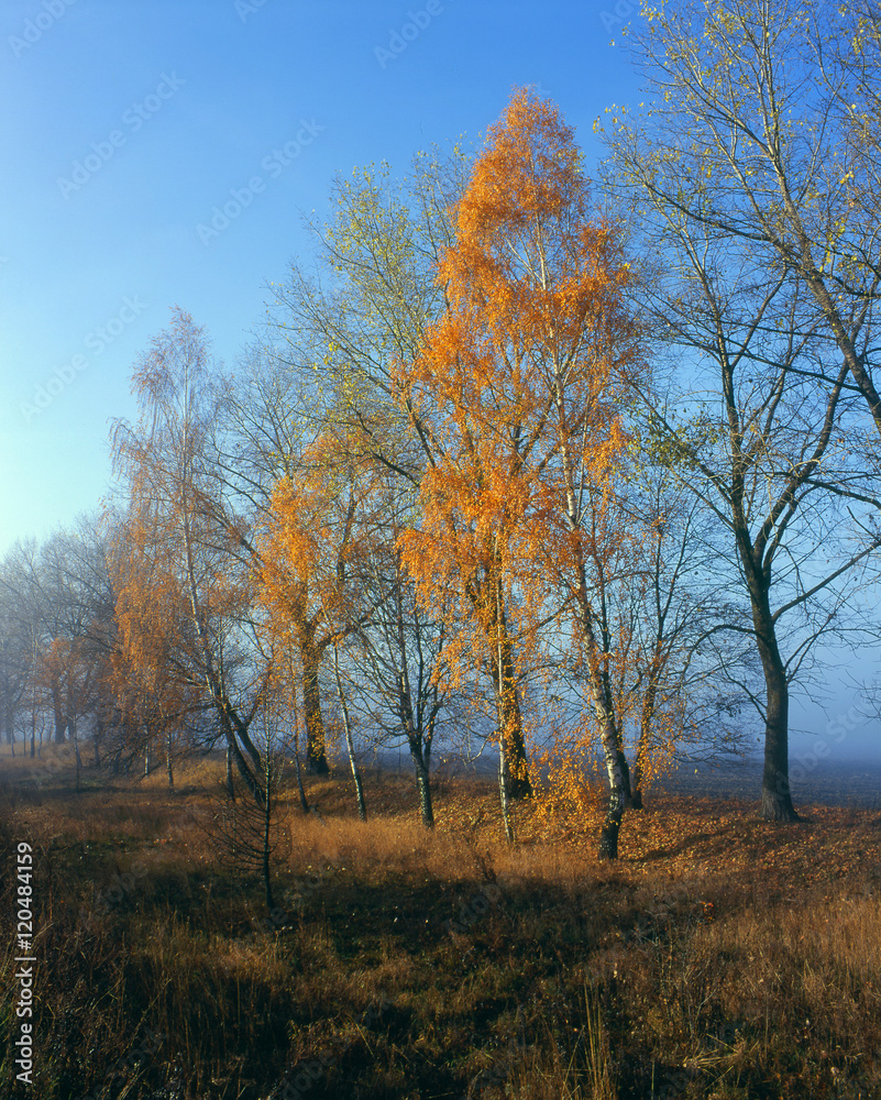 autumn - the last leaves on trees_ autumn - the last leaves on trees_