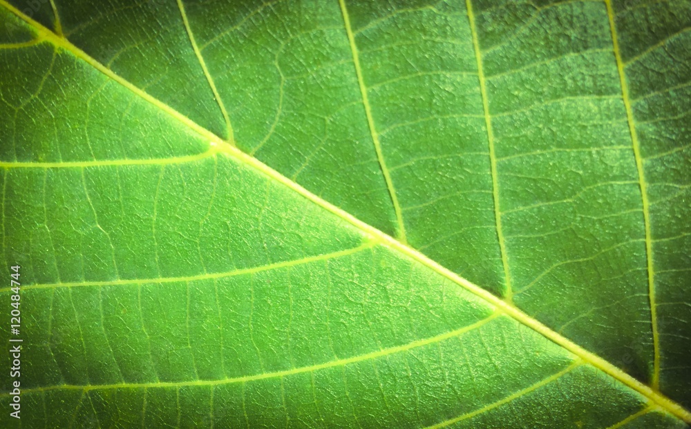 Fine green leaf background texture Fine green leaf background texture