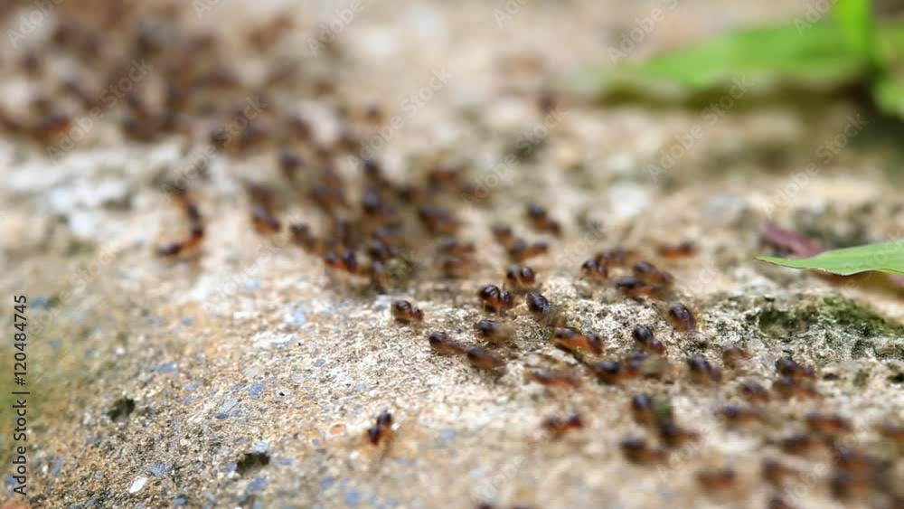 Group giant ant waking in the nature Group giant ant waking in the nature