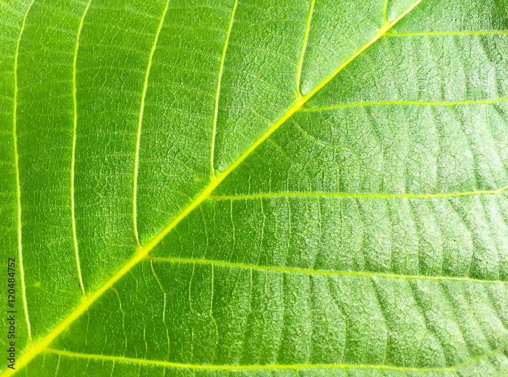 Obraz premium Fine green leaf background texture